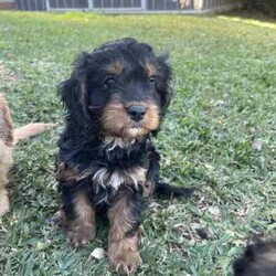 Adopt a dog:Cavoodle, gorgeous, fluffy! male & females/Cavoodle/Both/Younger Than Six Months,Stunning Final Litter from a very experienced breeder.4 puppies, 2 female & 2 male availableOne Red Female-$2000One Black and Sable Female- $1800One Black and Tan Male -$1500One Black, Tan and white Tri $1500Black and Red female and Cream Male sold.all puppies raised inside with the family, cats and other family dogs.Multiple references and repeat families are taking our other puppies.Located Coffs Harbour. Will be travelling to Queensland at 9 weeks old (1st week August)Microchipped, vaccinated and wormed regularly. Mum and Dad both our family dogs.Ph ******4740 REVEAL_DETAILS 