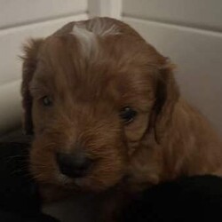 Adopt a dog:Cavoodle, gorgeous, fluffy! male & females/Cavoodle/Both/Younger Than Six Months,Stunning Final Litter from a very experienced breeder.4 puppies, 2 female & 2 male availableOne Red Female-$2000One Black and Sable Female- $1800One Black and Tan Male -$1500One Black, Tan and white Tri $1500Black and Red female and Cream Male sold.all puppies raised inside with the family, cats and other family dogs.Multiple references and repeat families are taking our other puppies.Located Coffs Harbour. Will be travelling to Queensland at 9 weeks old (1st week August)Microchipped, vaccinated and wormed regularly. Mum and Dad both our family dogs.Ph ******4740 REVEAL_DETAILS 