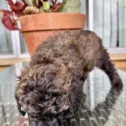 Toy poodles /Poodle (Toy)/Male/Younger Than Six Months,Here at paradise poodles and oodles breed beautiful puppies for beautiful homes.Our boy mikey is 5yr old black and grey phantom poodle weight 4.2 kg he is a beautiful boy who is super smart , confident protective and loving such a mummies boy and molly 4 yr old who is a gorgeous apricot toy poodle weighing 3.5 kg she is a very observant and smart girl as well as being extremely affectionate she loves nothing more then cuddles and chasing bugs in the grass.we make sure they have the best start to life being raised in our family home on 120 acres just outside of hills district in Sydney.Our goal is to raise healthy happy and confident puppies for their loving forever homes.All puppies are raised with lots of love and affection inside our home with our 4 young children , toilet training on pee pads from 3 weeks old inside and toilet training outside on grass,****puppies come toilet trained *** REVEAL_DETAILS Raised on a farm with other pets including other dog breeds , cats, chickens, birds, rabbits , sheep.All puppies come with a vet check up and are vaccinated , microchipped and wormed at 2,4,6,8 weeks.Cleared of heart murmurs, joint displacements and jaw overbites ect.Puppy pack including: vaccination information: vet check up information: microchip #: change of ownership registration: puppy care information pack: diet and grooming informationPick up and viewing is highly recommended to reassure yourself that your fur baby comes from a safe clean family home and to be sure that our puppies are going to informed loving homes too.Puppies are not DNA tested only parents and do not come with pedigree papers only microchipped vaccinated , health checked, registered and with puppy pack.Poodles need to be groomed every 6-8 weeks and are 100% non shedding and hypoallergenic dogs.Australian Designer Breeders (ADBC)Registered BreederCouncil Breeders ID #B000928058Microchip # as followed ….Ruby red female -SOLD 991001005423406Black and brown phantom male-AVAILABLE 991001005423407Apricot female SOLD 991001005423410.