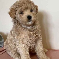 Poochon puppies - Boys /Other/Male/Younger Than Six Months,Poochon puppiesx2 boys availableOne light brown/tanOne beige/creamFrom a litter of 5Mum is pure bichon frise (on view)Dad is red toy poodlePups are microchipped and had their 1st vaxReady to go 25th JulyLocated Doncaster 