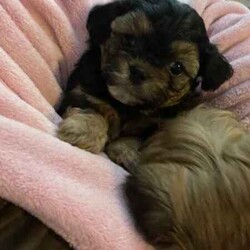 Maltese Shih Tzu x Toy Poodle (Shmoodle)/Other/Both/Younger Than Six Months,Ready for their loving homes!3 x boys2 x girlsMum - Maltese shih tzuDad - Toy PoodleOur puppies are known for their wonderful personalities, minimal shedding, and hypoallergenic coats, making them perfect for allergy sufferers.Happy to assist with transport.