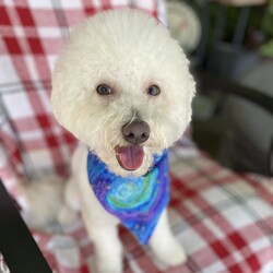 Adopt a dog:Brody/Bichon Frise/Male/Young,Brody is a friendly and playful young dog who will be a year old next month, with lots of love to give! He's athletic, curious, and loves to explore and play. He's a loyal companion who will stick by your side and he's also affectionate and loves cuddles. He is a brave and smart boy who is always up for an adventure. Although Brody is a people person, we know he likes other dogs, so he would benefit from having other dogs in the household. He does great on leash but is not crate trained.  If you are looking for a brave and playful companion, come meet Brody today!