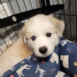 Adopt a dog:Denali AL/Great Pyrenees/Female/Baby,We're the Alaskan litter of 5 boys and 1 girl.
Our mom is a Husky and dad a Great Pyrenees. With our stunning blue eyes and thick, fluffy, long hair, we're sure to turn heads wherever we go.
As we already weigh 12-18lbs, we'll probably be 70+lbs.
We LOVE water!! Whether it's playing in the pool or splashing around in our water bowls, we always have a blast getting wet. 
We are happy, playful, love to snuggle and very talkative puppies!

Special Note- Due to being found under a porch, we had a fungal infection on some of our feet and tails.  The veterinarian believes this may have damaged our hair follicles, so our hair might not grow back in those areas. But that just makes us even more unique and special. 
We can't wait to find our forever homes where we can share our love, joy and playful spirit.

Are you ready to add some fluffy love to your life?

Local adoption fee is $250 (in TX)
Out of state adoption fee is $500 (includes transport to your area - $50 Temporary Fuel Charge will be added)