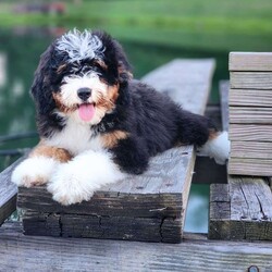 GT’S Joyful Jolly/Mini Bernedoodle									Puppy/Female	/14 Weeks,The smallest of her siblings…and oh so sweet…she melts in your arms…she’s lots of fun…yet also super chill…great with small children or elderly people as well… A personality you will never get tired of… Don’t miss the opportunity to meet this incredible girl… call or text for more info 