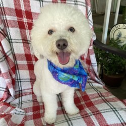 Adopt a dog:Brody/Bichon Frise/Male/Young,Brody is a friendly and playful young dog who will be a year old next month, with lots of love to give! He's athletic, curious, and loves to explore and play. He's a loyal companion who will stick by your side and he's also affectionate and loves cuddles. He is a brave and smart boy who is always up for an adventure. Although Brody is a people person, we know he likes other dogs, so he would benefit from having other dogs in the household. He does great on leash but is not crate trained.  If you are looking for a brave and playful companion, come meet Brody today!