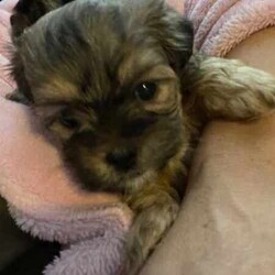 Maltese Shih Tzu x Toy Poodle (Shmoodle)/Other/Both/Younger Than Six Months,Ready for their loving homes!3 x boys2 x girlsMum - Maltese shih tzuDad - Toy PoodleOur puppies are known for their wonderful personalities, minimal shedding, and hypoallergenic coats, making them perfect for allergy sufferers.Happy to assist with transport.