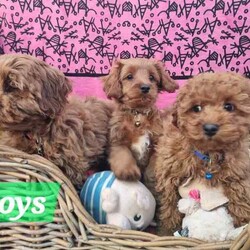 TEACUP Toy Cavoodles *Ready now* 95% toilet trained/Poodle (Toy)/Both/Younger Than Six Months,Cavoodles: Ready NOWHealthy & happy puppies