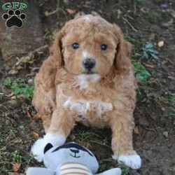 Rosey/Toy Poodle									Puppy/Female	/5 Weeks,Hey There, My name is Rosey! I am a very beautiful female ACA Toy Poodle puppy! I was born on June 19th, 2024. I am such a sweet and playful little girl! I am looking for my new family, could that be with you? If you choose me I will come home to you vet checked, up to date with vaccines & dewormer and microchipped. I also come with a 30 day health guarantee and AKC registration. My mom weighs 13 pounds and my dad weighs 10 pounds. If you think that I would make the perfect addition to your family, then please call or text to find out more information about me! I am located in Fresno, Ohio!