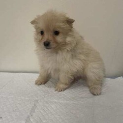 pomeranian puppies looking for their new home/Pomeranian/Both/Younger Than Six Months,I have 6 puppies looking for their new home, they come microchipped and vaccinated and wormed fortnightly, currently training them on puppy pads.d.o.b 4th june 2024.pic 1 male, creampic 2 female, cream and whitepic 3 male, sablepic 4 female, cream and whitepic 5 male, creampic 6 female, blackif interested text me on ******** 010. REVEAL_DETAILS pick up only, no freight.