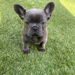 Ready now, stunning purebred French bulldogs /French Bulldog/Female/Younger Than Six Months,Stunning purebred French bulldogs available now 9weeks old Got a choice of 4 stunning frenchies to choose from.2girls - 1x blue colour 1x blue/white2boys - 1x blue colour 1x fawnAll 4 puppies have blue colour eyesAll puppy’s have been vaccinated/microchipped/vet health check. All puppy’s are super healthy have all paperwork. $2500 (ready now)Ayhan ******3525 REVEAL_DETAILS 