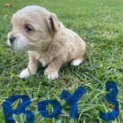Maltese Shih Tzu x Toy Poodle (Shmoodle)/Other/Both/Younger Than Six Months,Ready for their loving homes!3 x boys2 x girlsMum - Maltese shih tzuDad - Toy PoodleOur puppies are known for their wonderful personalities, minimal shedding, and hypoallergenic coats, making them perfect for allergy sufferers.Happy to assist with transport.
