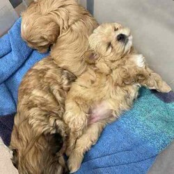 Maltese Shih Tzu x Toy Poodle (Shmoodle)/Other/Both/Younger Than Six Months,Ready for their loving homes!3 x boys2 x girlsMum - Maltese shih tzuDad - Toy PoodleOur puppies are known for their wonderful personalities, minimal shedding, and hypoallergenic coats, making them perfect for allergy sufferers.Happy to assist with transport.