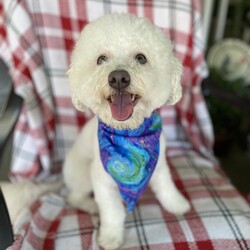 Adopt a dog:Brody/Bichon Frise/Male/Young,Brody is a friendly and playful young dog who will be a year old next month, with lots of love to give! He's athletic, curious, and loves to explore and play. He's a loyal companion who will stick by your side and he's also affectionate and loves cuddles. He is a brave and smart boy who is always up for an adventure. Although Brody is a people person, we know he likes other dogs, so he would benefit from having other dogs in the household. He does great on leash but is not crate trained.  If you are looking for a brave and playful companion, come meet Brody today!