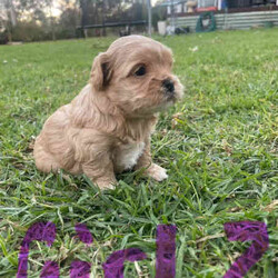 Maltese Shih Tzu x Toy Poodle (Shmoodle)/Other/Both/Younger Than Six Months,Ready for their loving homes!3 x boys2 x girlsMum - Maltese shih tzuDad - Toy PoodleOur puppies are known for their wonderful personalities, minimal shedding, and hypoallergenic coats, making them perfect for allergy sufferers.Happy to assist with transport.