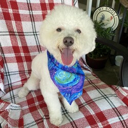 Adopt a dog:Brody/Bichon Frise/Male/Young,Brody is a friendly and playful young dog who will be a year old next month, with lots of love to give! He's athletic, curious, and loves to explore and play. He's a loyal companion who will stick by your side and he's also affectionate and loves cuddles. He is a brave and smart boy who is always up for an adventure. Although Brody is a people person, we know he likes other dogs, so he would benefit from having other dogs in the household. He does great on leash but is not crate trained.  If you are looking for a brave and playful companion, come meet Brody today!