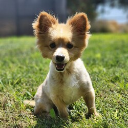 Adopt a dog:Sunny/Pomeranian/Male/Adult,Meet Sunny!

Sunny is an adorable 2 and a half year old, 13 pound, Pomeranian mix. This boy is the definition of sweet! Sunny enjoys runing around the yard and playing, just as much as he loves to cuddle up with his people. Sunny came to us from a overflowing shelter in rough shape. He was completely matted, and had multiple foxtails removed from his neck. Now that he is all healed up, he can't wait to find the home of his dreams. Sunny does have a beautiful long coat that will require regular grooming. He is crate trained and working on potty training. Sunny is good with other dogs, and older well mannered children. 

With a smile like that, he won't last long!