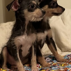 Adopt a dog:Malcom/Terrier/Male/Baby,Hi!

Malcom here, a super sweet 4 month old puppy who's a bit shy at first but warms up quickly..
I enjoy playing with my sister, Milly, seen here in a few of my photos.
We're not expected to be more than 10-12 lbs. as adults, so call us 