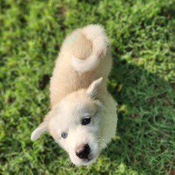 Adopt a dog:Denali AL/Great Pyrenees/Female/Baby,We're the Alaskan litter of 5 boys and 1 girl.
Our mom is a Husky and dad a Great Pyrenees. With our stunning blue eyes and thick, fluffy, long hair, we're sure to turn heads wherever we go.
As we already weigh 12-18lbs, we'll probably be 70+lbs.
We LOVE water!! Whether it's playing in the pool or splashing around in our water bowls, we always have a blast getting wet. 
We are happy, playful, love to snuggle and very talkative puppies!

Special Note- Due to being found under a porch, we had a fungal infection on some of our feet and tails.  The veterinarian believes this may have damaged our hair follicles, so our hair might not grow back in those areas. But that just makes us even more unique and special. 
We can't wait to find our forever homes where we can share our love, joy and playful spirit.

Are you ready to add some fluffy love to your life?

Local adoption fee is $250 (in TX)
Out of state adoption fee is $500 (includes transport to your area - $50 Temporary Fuel Charge will be added)