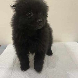 pomeranian puppies looking for their new home/Pomeranian/Both/Younger Than Six Months,I have 6 puppies looking for their new home, they come microchipped and vaccinated and wormed fortnightly, currently training them on puppy pads.d.o.b 4th june 2024.pic 1 male, creampic 2 female, cream and whitepic 3 male, sablepic 4 female, cream and whitepic 5 male, creampic 6 female, blackif interested text me on ******** 010. REVEAL_DETAILS pick up only, no freight.