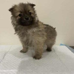 pomeranian puppies looking for their new home/Pomeranian/Both/Younger Than Six Months,I have 6 puppies looking for their new home, they come microchipped and vaccinated and wormed fortnightly, currently training them on puppy pads.d.o.b 4th june 2024.pic 1 male, creampic 2 female, cream and whitepic 3 male, sablepic 4 female, cream and whitepic 5 male, creampic 6 female, blackif interested text me on ******** 010. REVEAL_DETAILS pick up only, no freight.