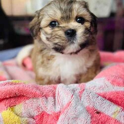 Lhaso Apso x Shitzu Puppies/Other/Both/Younger Than Six Months,Ready for their forever homes I would like to introduce my 6 stunning fur-babies. 3 boys and 3 girlsHypoallergenic non shedding.Trained to go toilet after each feed on and puppy mat inside and grass outside.Have been groomed and enjoy playing in the water and bath.Love to play and with older siblings, mum, dad and children, full of energy but love a cuddle and snuggle.Vaccinated, microchipped and wormed.Please come over and see these beautiful pups anytime if your looking for a new companion to your life