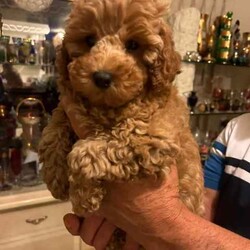 Cute red TOY POODLES. 2 BOYS. DNA cleared./Poodle (Toy)/Male/Younger Than Six Months,We have beautiful 4 red Toy Poodle puppies. All are microchipped and vaccinated. All puppies have been examined by a Veterinarian and are in excellent condition. We are looking for loving families for our prayers. My contact numbers are ******6260 and my email. tsk******@******com. Beaconsfield 3807 REVEAL_DETAILS 