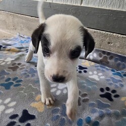 Adopt a dog:Ike Jum/Anatolian Shepherd/Male/Baby,We're the Reese's Pieces pups! We're little cups of sweetness, cuteness, and happy, wiggly, wagging butts!

We're Retriever mix pups and will have lots of energy and want to play with you! Take us outdoors, indoors, on walks, to the park, to the beach, anywhere!

Currently, we're getting caught up on all our medical paperwork so we all can be fully adopted when we hit the proper age! How exciting!

Don't forget about our momma Reese, she'd love to be adopted into a great home!

Local adoption fee is $250 (in TX)
Out of state adoption fee is $500 (includes transport to your area - $50 Temporary Fuel Charge will be added)