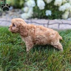 Harley/Cavapoo									Puppy/Male	/7 Weeks,Meet Harley our beautiful cavapoo puppy. Notice his thick wavy fur coat. He will be vet checked and microchipped. He is up to date on vaccinations and deworming. He comes with a 1 year genetic health guarantee. His mother Millie is a friendly cavalier. His father Max is a mini poodle. He comes with health and shot records. This little guy is very well socialized and loves romping around with our children. He is so irresistibly cute and cuddly you can’t help but give him lots of attention. We strive to raise happy healthy puppies for good loving homes. A small bag of food will be sent along to his new home so you can transition slowly to food of your choice. You are welcome to come to our home to pick him up or if you live at a distance we have a reliable trustworthy pet delivery service available. A $300 nonrefundable deposit is needed to reserve him. No Sunday sales.