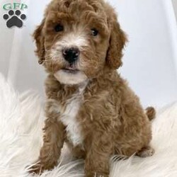 Teddy/Mini Goldendoodle									Puppy/Male	/9 Weeks,Meet Teddy! So precious and so cute and loved and taken well care of daily by us and our three little children and we are looking for a sweet family who will do this as well and provide for him a loving environment. He has a very sweet and chill personality, but will also love to run and play with you. We are excited to mention that both parents have been genetic health tested and are clear so you can rest assure on the thought of having a healthy companion. Mommy is a 28 pound goldendoodle F1. Daddy is a 15 pound miniature poodle. If you are interested in adopting, please feel free to inquire at any time and ask any questions you might have. Thank you.