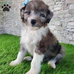 McCORD/Mini Aussiedoodle									Puppy/Male	/7 Weeks,LOOK AT ME!A healthy happy friendly fluffy little puppy. Family raised in the rolling hills of Holmes County where we play outside every day. Come meet me or I can be transported to your front door for a small additional fee. Text or call for more information. 