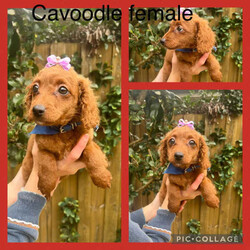 Cavoodle pups/Cavoodle/Both/Younger Than Six Months,We have 2 cavoodle puppies available.1 x male1x female$900 eachThe puppies are vaccinated, microchipped , wormed and vet checked. They are ready for their new family’s now .Both parents are also available for viewing we are located in Pitt town New South Wales