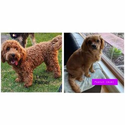Toy Cavoodle puppies 5 available/Cavoodle/Female/Younger Than Six Months,