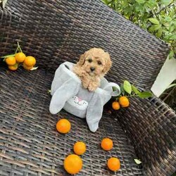 Gorgeous cavoodles need new home! /Cavoodle/Female/Younger Than Six Months,We have had a beautiful litter of toy cavoodlesmale & female - red, apricot & black availablethat need to find their forever homes as of next week. They are great around other dogs & children. Super affectionate & relaxed personalities.The cavoodle is a hybrid of a cavalier king charles spaniel and a poodle toyThe cavoodle is a lively and very affectionate companion. They enjoy being part of the family unit and love to participate in the activities of the day. Cavoodles have a very gentle nature and can make wonderful companions for children. They can adapt to living in a small home or apartment as long as they receive adequate daily exercise.Weight/Height Range5-12kg and 25- 38cm depending on the breed of the parents.Why buy a puppy with us? All our puppies at Sydneytoypoodles are extremely well looked after & LOVED all our puppies are- All our puppies are vaccinated with a full health vet check from an award winning vet- All our puppies are wormed & microchipped & come with registration forms & all other appropriate paperwork- Puppy care package- DNA profiled parents ensuring there is no hereditary health problems- Toilet trained- We provide you with 2 years on going support, if you ever need us we’re one phone call away!AAPDB- 17090Microchip no - 900012456347701Please keep in mind -If a Poodle puppy price sounds too good to be true, their welfare is likely to have been compromised at some point to make that possible!Also bear in mind that even though a puppy seems expensive, the upfront cost is just a tiny fraction of how much you’ll have to pay to keep them over their lifetime.For serious enquires or to organise for a FaceTime or meetup, please call or messageotherwise please free to visit our website to keep up to date with future litters