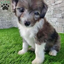 McCORD/Mini Aussiedoodle									Puppy/Male	/7 Weeks,LOOK AT ME!A healthy happy friendly fluffy little puppy. Family raised in the rolling hills of Holmes County where we play outside every day. Come meet me or I can be transported to your front door for a small additional fee. Text or call for more information. 