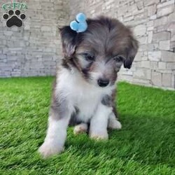 McCORD/Mini Aussiedoodle									Puppy/Male	/7 Weeks,LOOK AT ME!A healthy happy friendly fluffy little puppy. Family raised in the rolling hills of Holmes County where we play outside every day. Come meet me or I can be transported to your front door for a small additional fee. Text or call for more information. 