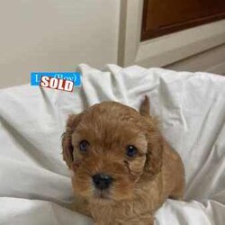 Toy Cavoodle puppies 5 available/Cavoodle/Female/Younger Than Six Months,