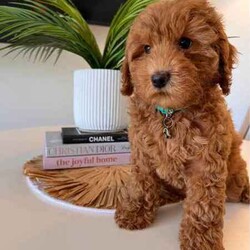 Cavoodle F2 puppies 2 Girls left DNA CLEAR READY TO GO NOW /Cavoodle/Female/Younger Than Six Months,We have a litter of 5 (1 Girl left) Beautiful F2 Cavoodle Puppies ready for their forever homes at 8 weeks old on the 8th of JulyDOB 13/5/24Our puppies are wormed from two weeks of age and will continue to be wormed every two weeks. Our puppies have had thier vaccinations and microchipping done and have passed their health check. You will receive a puppy passport book and we will also provide health certificates from our vet.Potty trainedDaily enrichment/socializationSleep routineCrate/puppy pen familiarPuppies will also come with a puppy pack which includes colar,lead,teddy with mum's scent and a bag of Blackhawk puppy dry puppy food as well as a Lyka whole food human grade nutrition starter pack of wet food option with a discount code for future ordersAlso an information booklet with all the basics to make caring for your puppy as easy as possible.Cavoodles are a great family dog and great for people who have allergies as they have a hypoallergenic coat. They also have a very loving nature they are social love to go for walks and are playful.Cavoodles are very intelligent and make for loyal companions.Cavoodles are great for family’s looking for a beautiful affectionate loving nature smaller dog with hypoallergenic non shedding coatsMum Willow is a F2b Cavoodle (8.1kg)DNA CLEARDad Romeo is F3 Cavoodle (5.8kg)DNA CLEARHIP & ELBOW SCOREDPERFECT TEETHDOUBLE FURNISHEDPhotos of parents aboveWe have 2 girls availableMiss Teal Willow