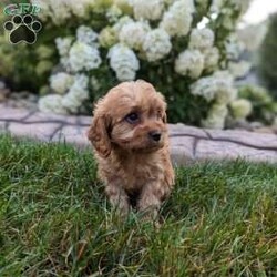 Harley/Cavapoo									Puppy/Male	/7 Weeks,Meet Harley our beautiful cavapoo puppy. Notice his thick wavy fur coat. He will be vet checked and microchipped. He is up to date on vaccinations and deworming. He comes with a 1 year genetic health guarantee. His mother Millie is a friendly cavalier. His father Max is a mini poodle. He comes with health and shot records. This little guy is very well socialized and loves romping around with our children. He is so irresistibly cute and cuddly you can’t help but give him lots of attention. We strive to raise happy healthy puppies for good loving homes. A small bag of food will be sent along to his new home so you can transition slowly to food of your choice. You are welcome to come to our home to pick him up or if you live at a distance we have a reliable trustworthy pet delivery service available. A $300 nonrefundable deposit is needed to reserve him. No Sunday sales.