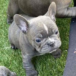 Ready now, stunning purebred French bulldogs /French Bulldog/Female/Younger Than Six Months,Stunning purebred French bulldogs available now 9weeks old Got a choice of 4 stunning frenchies to choose from.2girls - 1x blue colour 1x blue/white2boys - 1x blue colour 1x fawnAll 4 puppies have blue colour eyesAll puppy’s have been vaccinated/microchipped/vet health check. All puppy’s are super healthy have all paperwork. $2500 (ready now)Ayhan ******3525 REVEAL_DETAILS 