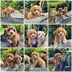 Cavoodle puppies toy & mini size/Cavoodle/Both/Younger Than Six Months,We have 3 litters of puppies all close in age.All have been vet checked, microchipped & vaccinated. They come with a health guarantee, 6 weeks free health insurance and a puppy pack with your essentials.I’m a registered and experienced breeder through MDBA & registered through council. I take pride in raising puppies to be healthy, and good looking with a great temperament and take the time to train them and give them the best start in life so you get the perfect dog. Puppies get house training plus plenty of outdoor play as well to help their development and give them a happy and enriched life. They are raised in our family home with lots of love and stimulation and early training. They are raised amongst our other dogs, small and large, and our 2 cats. All parents have been health tested by the vet and had DNA tests as we only breed the healthiest, perfect dogs. You may view their test results in person.First litter is Mia & Kodi’s. Mia is a first generation toy cavoodle and Kodi is a pure breed mini poodle. This makes these pups F1B.If you don’t want a tiny dog , but love cavoodles, these will be perfect for you. They will be a bit bigger in size but still small dog size. 4 boys & 2 girls in this litter.Second litter is Chloe & Finn’s. Chloe is a Blenheim King Charles Cavalier and Finn is a tiny toy poodle. This makes them F1 cavoodles.This is their 4th and final litter and we have plenty of pictures of their previous litters pups and how they now look as adults. We have 4 girls and 2 boys.Third litter is Koda & Elvis’s. Both are F1 cavoodles, making their pups F2. Koda is Chloe & Finn’s daughter from an earlier litter. 2 girls, 2 boys.Note that some pups are already sold. Enquire by message here or text or Join our Facebook page for plenty more pictures and information; Glorbear’s Glorious Theodore’s (Cavoodles) .You’re welcome to view pups by appointment at our home in Burpengary or if you’re too far away, by video chat. Make an appointment now to come this weekend. The first 2 litters are now ready to go.We can organise transport to other cities or states at buyers cost if needed.Serious enquiries only please.
