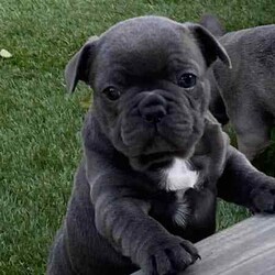 Ready now, stunning purebred French bulldogs /French Bulldog/Female/Younger Than Six Months,Stunning purebred French bulldogs available now 9weeks old Got a choice of 4 stunning frenchies to choose from.2girls - 1x blue colour 1x blue/white2boys - 1x blue colour 1x fawnAll 4 puppies have blue colour eyesAll puppy’s have been vaccinated/microchipped/vet health check. All puppy’s are super healthy have all paperwork. $2500 (ready now)Ayhan ******3525 REVEAL_DETAILS 