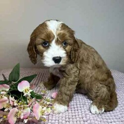 Adopt a dog:Cavoodle Puppies 1st Gen Cavalier King Charles Spaniel x Mini Poodle/Cavoodle/Both/Younger Than Six Months,We have red & white Cavoodle Puppies 1st generation, Mum is a purebred Blenheim Cavalier and Dad is a purebred red mini Poodle, both very nice natures, kind & gentle & well socialised. Both parents DNA tested.Puppies will be Vet checked, Vaccinated (first one), Microchipped & Wormed.Puppies will be ready for their new homes on 1st August when they will be 8 weeks old.Males $1500Enquires message, phone or text *******8912 or *******5160 REVEAL_DETAILS Interstate Enquires welcome.Visit our Facebook pagehttps://www.facebook.com/cavoodles.n.spoodles.qld?mibextid=LQQJ4dThe puppies are first generation/F1, out of Purebred parents. This is important because it optimises the health of the dog in terms of hybrid vigour. The first generation/F1 also increases the consistency of the litter & what can be expected of the nature & temperament of the puppies.In the first 8 weeks, the puppies are socialised with children, other adults, & other (fully vaccinated) dogs. Toilet training is commenced, enrichment activities are provided, & they are exposed to family life.Puppies will come with a puppy pack, including:2 kg bag of Advance puppy biscuitsScented toy & blanketHealth certificateDetailed instructions on caring for your puppyWe offer a 5 day health guarantee & cooling off period, & a 3 year genetic health guarantee.BIN0004394324715RPBA206
