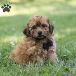 Nico/Miniature Poodle									Puppy/Male	/11 Weeks,Meet Nico the cutest Mini Poodle puppy who embodies the perfect blend of sweetness and spunk. With a fluffy, wavy coat he is an absolute joy to snuggle his round expressive eyes twinkle with curiosity and intelligence, revealing a playful spirit that’s ready for any adventure. He has been given the utmost care and attention since day one his perky ears stand at attention capturing every sound in his surroundings with keen interest. Poodles are highly intelligent dogs and are ranked among the most intelligent breeds. They are quick learners and excel in obedience training and various canine sports. Momma to this sweet baby is a Mini Poodle named Molly weighing 12lbs. She is the best momma to her little ones!! Dad is named Travis, he is a Mini Poodle weighing 10lbs. Each pup has been given the utmost care, including the first veterinary check, microchipped, are current on vaccinations and dewormer and come with our 30 day health guarantee. Whether you’re seeking a playful partner for outdoor activities or a cuddly companion for cozy evenings, this puppy is sure to bring warmth and joy to your home. If you would like to schedule a visit with our baby or have any more questions, please give me a call or text Thanks! Lori Barkman 