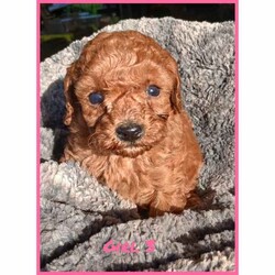 Toy Cavoodle Puppies Available/Cavoodle/Female/Younger Than Six Months,We are proud to announce our beautiful litter of Ruby Red & Apricot Toy Cavoodle Puppies