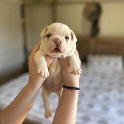 French Bulldog Puppy/French Bulldog/Male/Younger Than Six Months,Ready for new family 22.08.2024Raised with small, big children and other dogs.