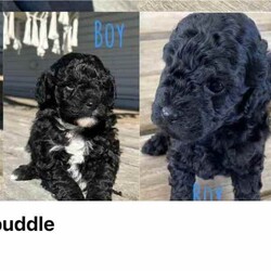 Multi-poo X poodle puppies/Poodle (Toy)/Male/Younger Than Six Months,Have two beautiful boys left $1200Mother is a toy poodle cross Maltese father is a toy poodleSeven weeks oldHave had vaccinations microchip and worming ready to find their new homes.So very cute these dogs are perfect for the house as they do not shed 