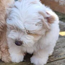 Moodle puppies (Maltese X Toy Poodle) girls and boys/Other/Both/Younger Than Six Months,Call ******1018. REVEAL_DETAILS 11 week old boy toilet trained and using doggy doors ready. Younger litter 2 girls and 2 boys ready to go soon get cuter by the day.. 