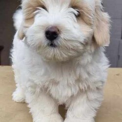 Moodle puppies (Maltese X Toy Poodle) girls and boys/Other/Both/Younger Than Six Months,Call ******1018. REVEAL_DETAILS 11 week old boy toilet trained and using doggy doors ready. Younger litter 2 girls and 2 boys ready to go soon get cuter by the day.. 