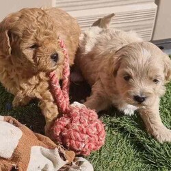 Moodle puppies (Maltese X Toy Poodle) girls and boys/Other/Both/Younger Than Six Months,Call ******1018. REVEAL_DETAILS 11 week old boy toilet trained and using doggy doors ready. Younger litter 2 girls and 2 boys ready to go soon get cuter by the day.. 