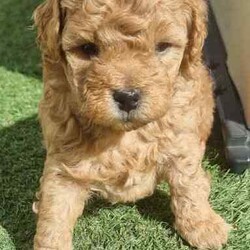 Moodle puppies (Maltese X Toy Poodle) girls and boys/Other/Both/Younger Than Six Months,Call ******1018. REVEAL_DETAILS 11 week old boy toilet trained and using doggy doors ready. Younger litter 2 girls and 2 boys ready to go soon get cuter by the day.. 